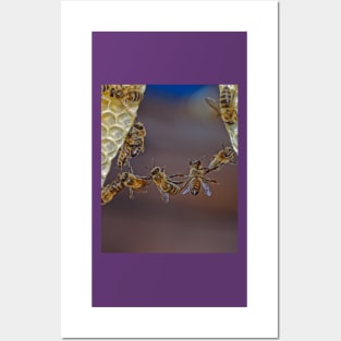 Bee acrobatics Posters and Art